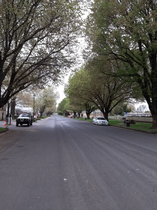 Tree-lined streets in Ross