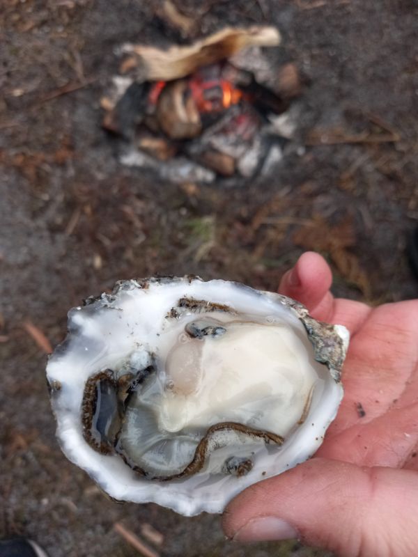 Oyster