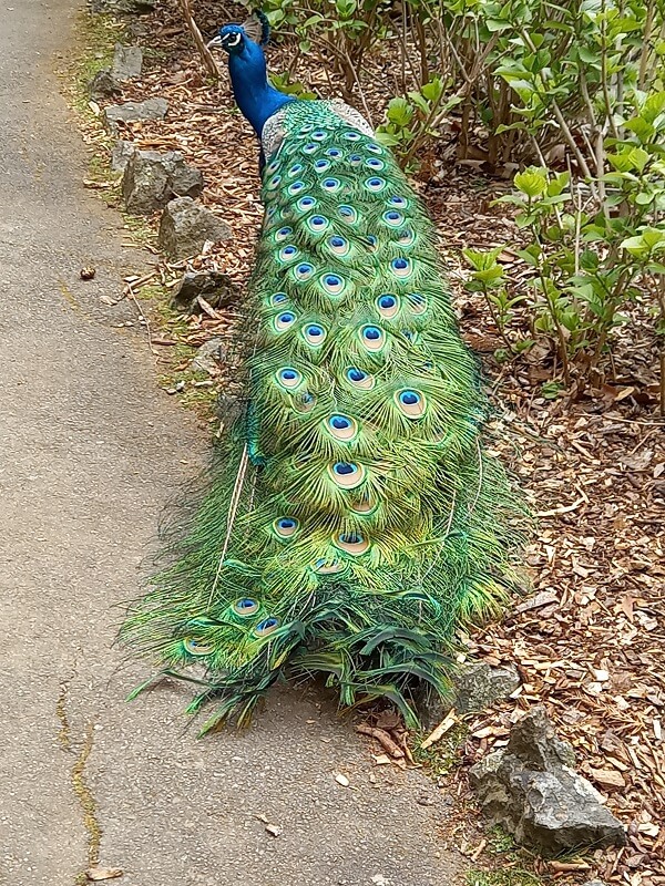 Peacock Cataract Gorge