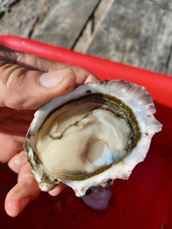 Bruny Island oysters