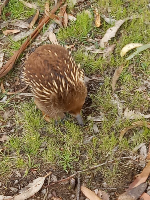 Echnida Bruny Island