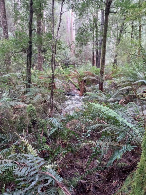 Mavista Walk Bruny Island