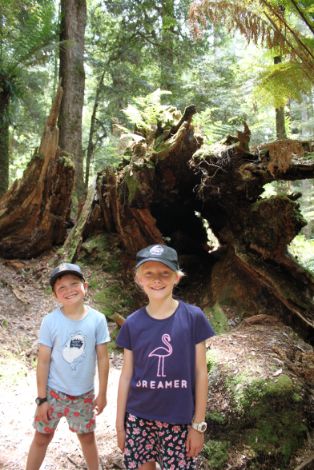 Walking in the Tarkine Region