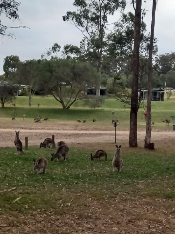 Kangaroos at dusk Wallagaraugh