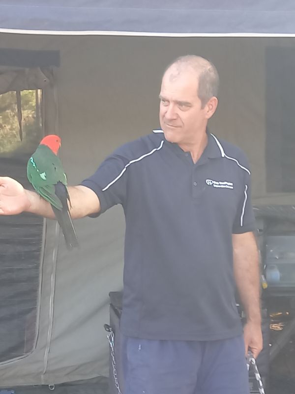 King parrot Wallagaraugh River