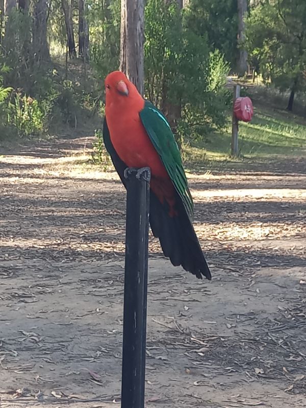 King parrot Wallagaraugh River