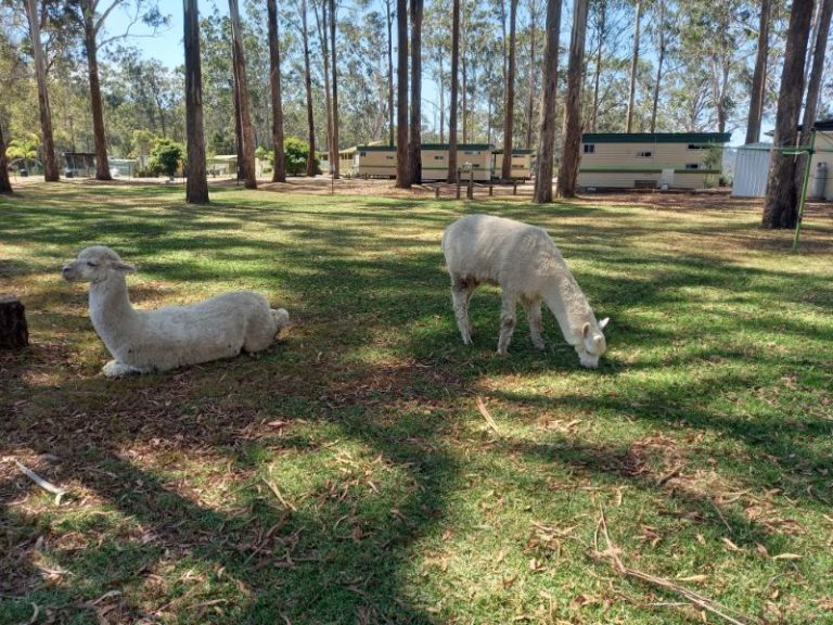 Llamas Wallagaraugh River