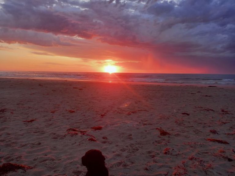 Sunrise Banksia Bluff