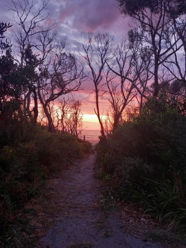 Sunrise Banksia Bluff