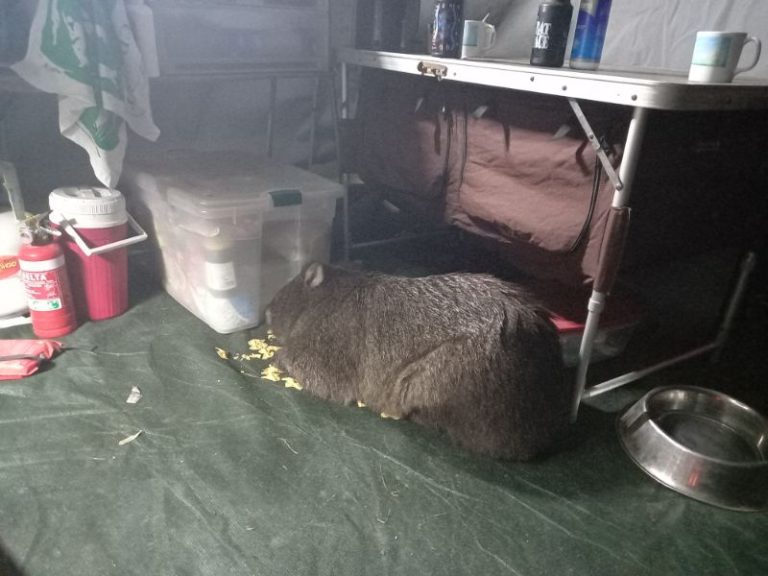 Wombat eating our pasta Banksia Bluff