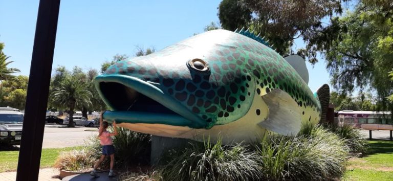 Swan Hill Murray Cod