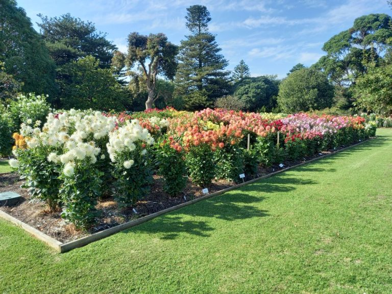 Dahlias at Portland Botanical Garden