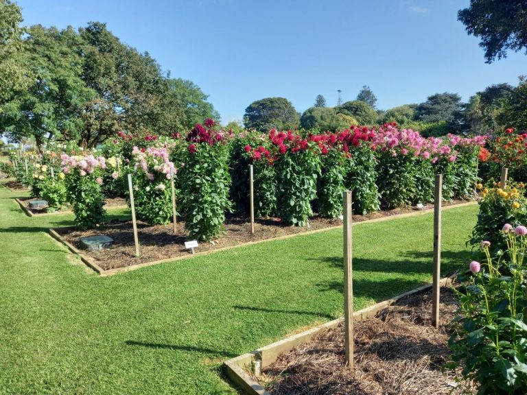 Dahlias at Portland Botanical Gardens