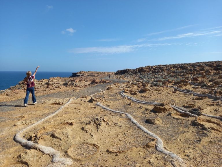 Petrified Forest near Bridgewater