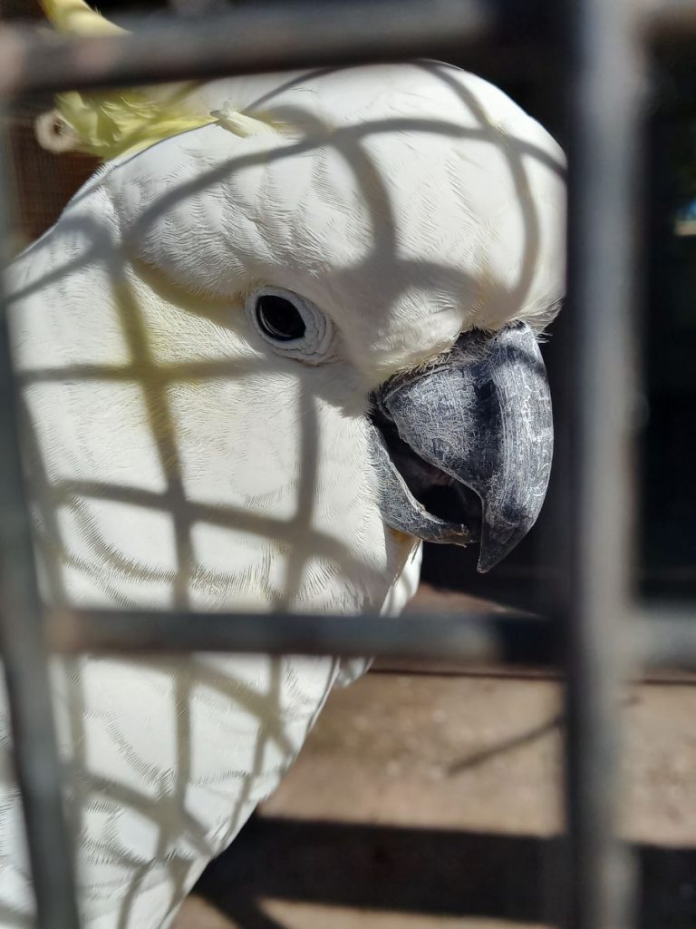 Cocky in the aviary