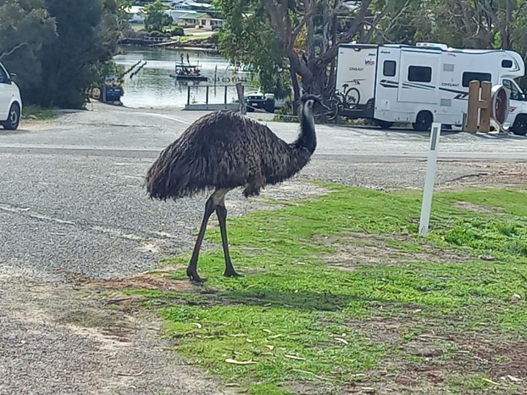 Emus everywhere at Coffin Bay