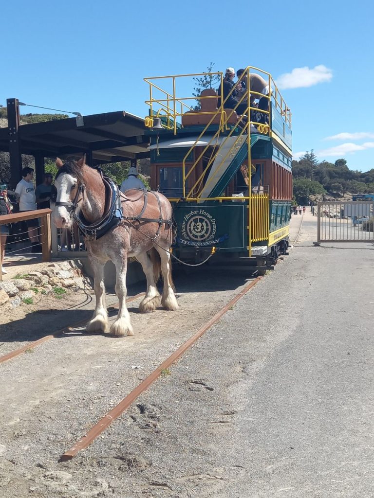 Horse drawn tram Victor Harbor