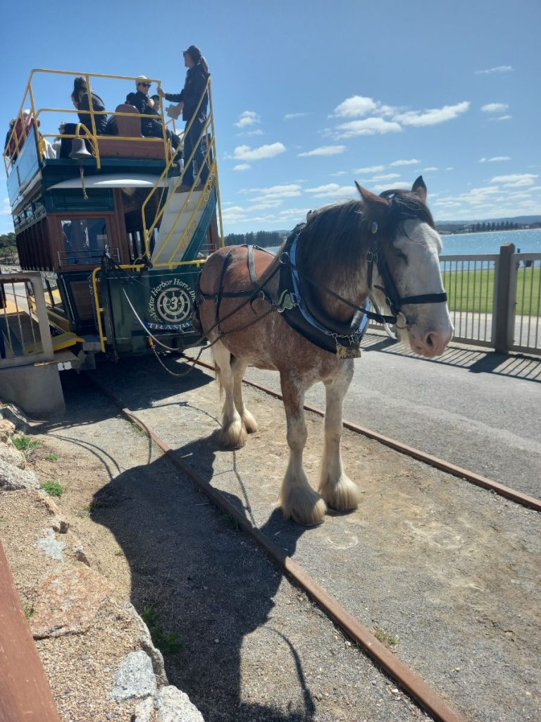 Horse drawn tram Victor Harbor