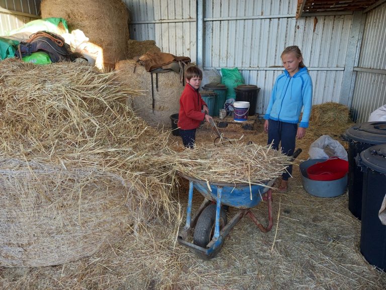 Feeding the horses