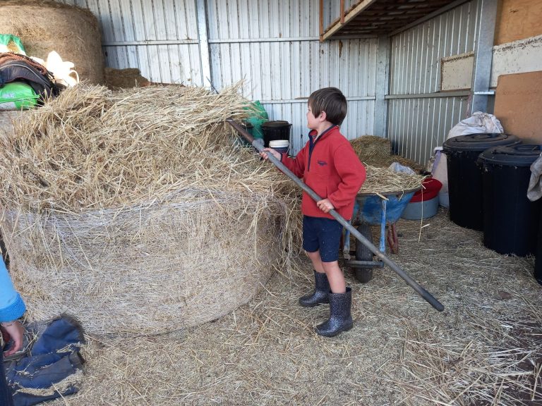 Feeding the horses