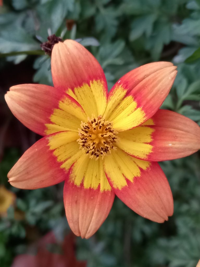 Flowers at Tanunda