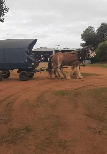 Horses on the Farm