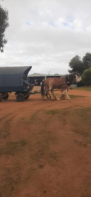 Horses on the Farm