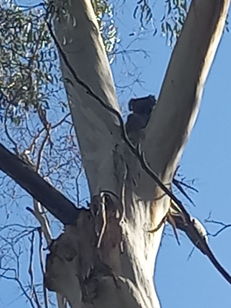 Our first koala