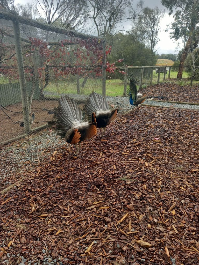 Peacocks at Maggie Beer