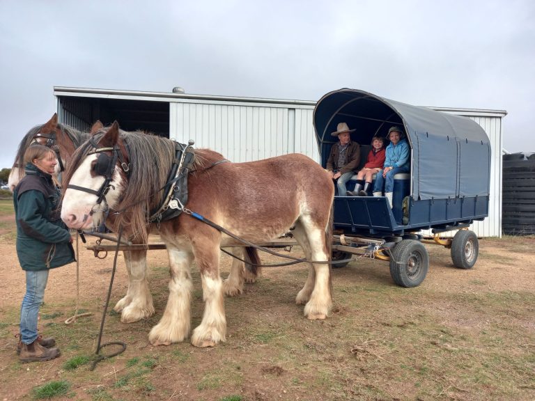 Saddling up the Clydesdales