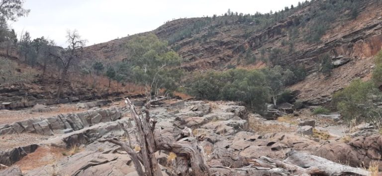 Blinman Pools track Flinders Ranges (10)