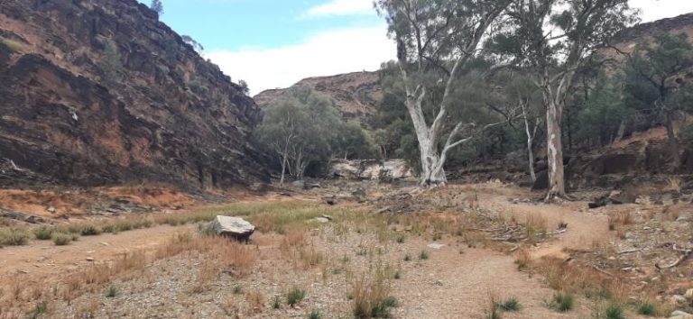 Blinman Pools track Flinders Ranges (11)