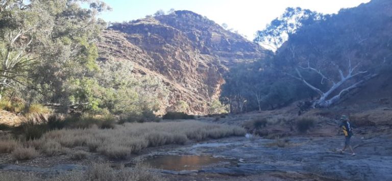 Blinman Pools track Flinders Ranges (16)