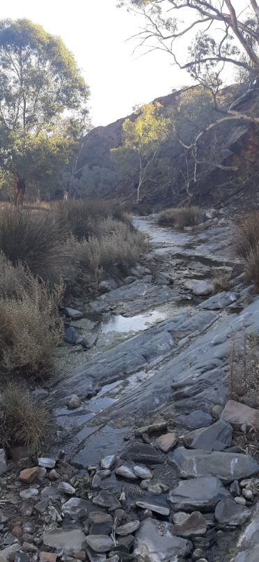 Blinman Pools track Flinders Ranges (18)