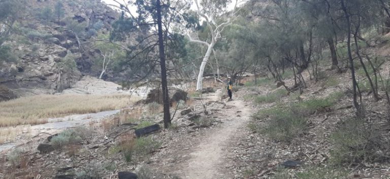 Blinman Pools track Flinders Ranges (2)