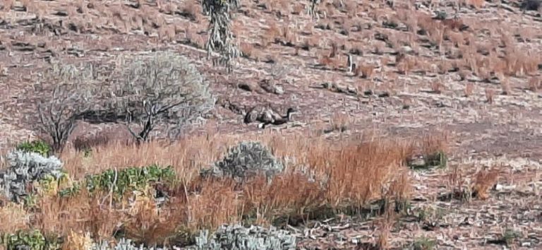 Heysen Trail Flinders Ranges (1)