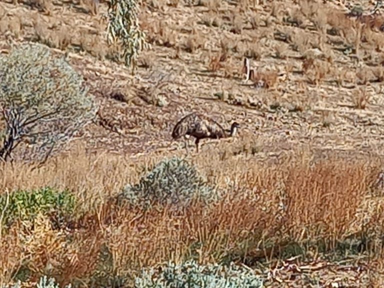 Our resident emu