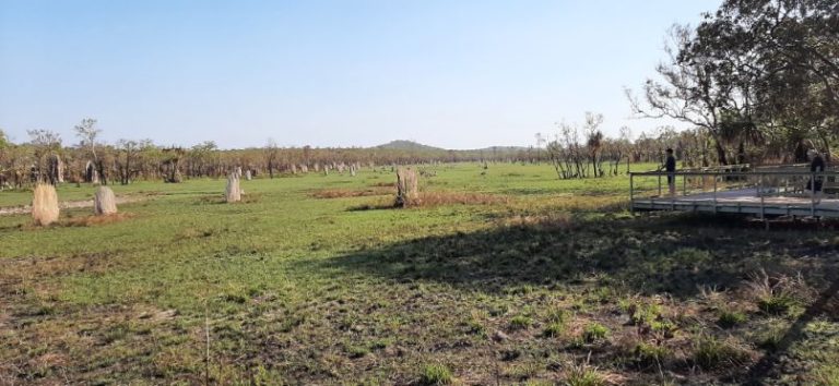 Termite Mounds