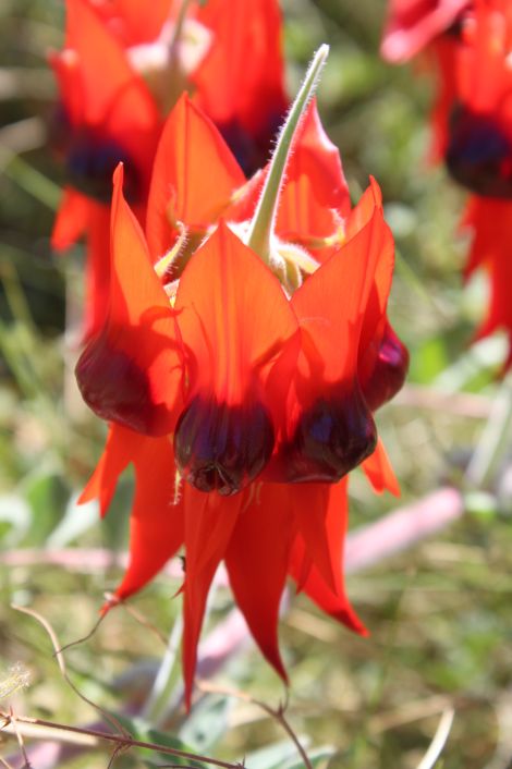 Sturt Desert Pea