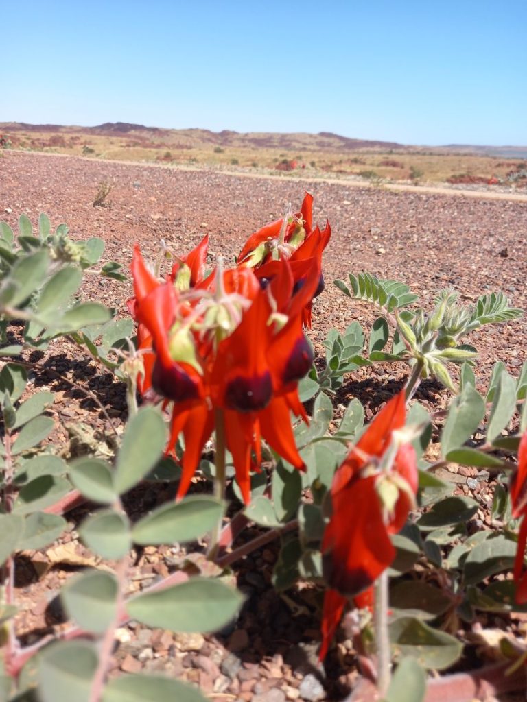 Sturt Desert Pea