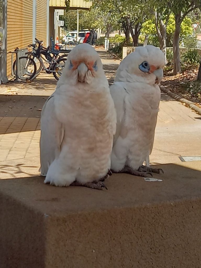 Corellas Exmouth