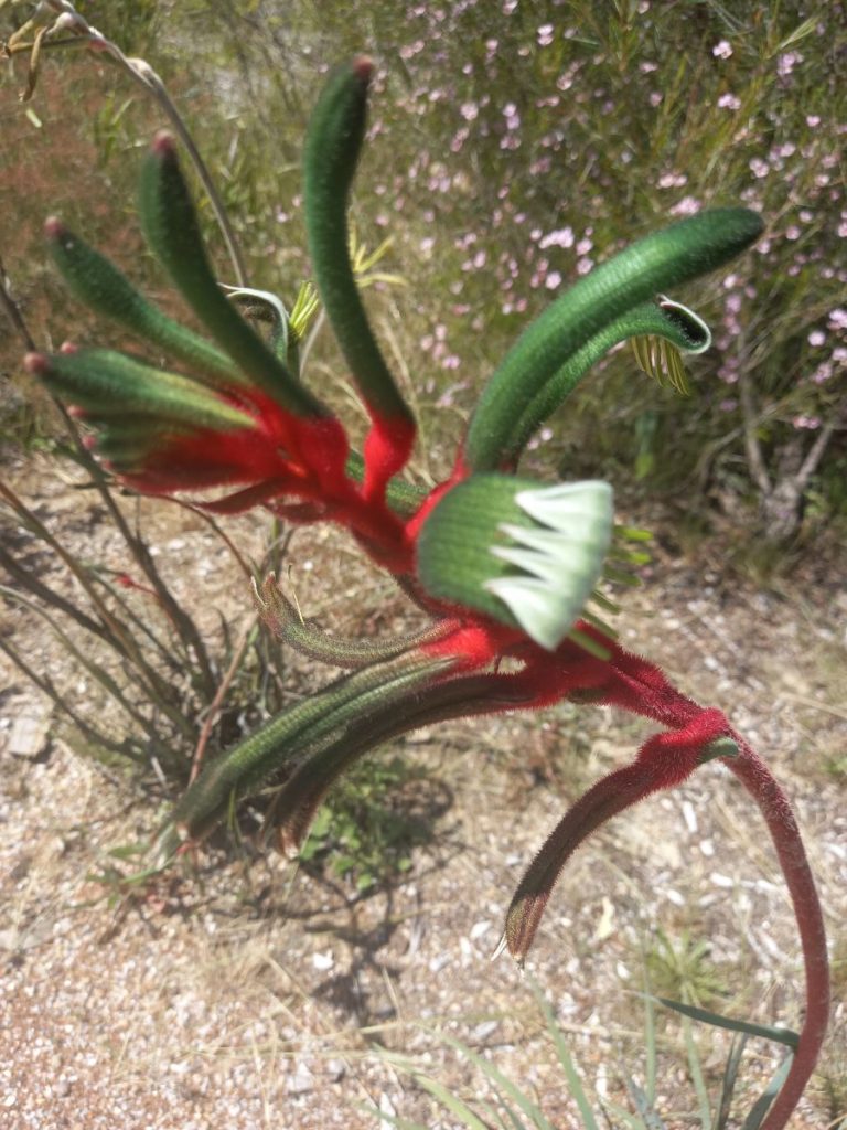 Kangaroo Paw King's Park