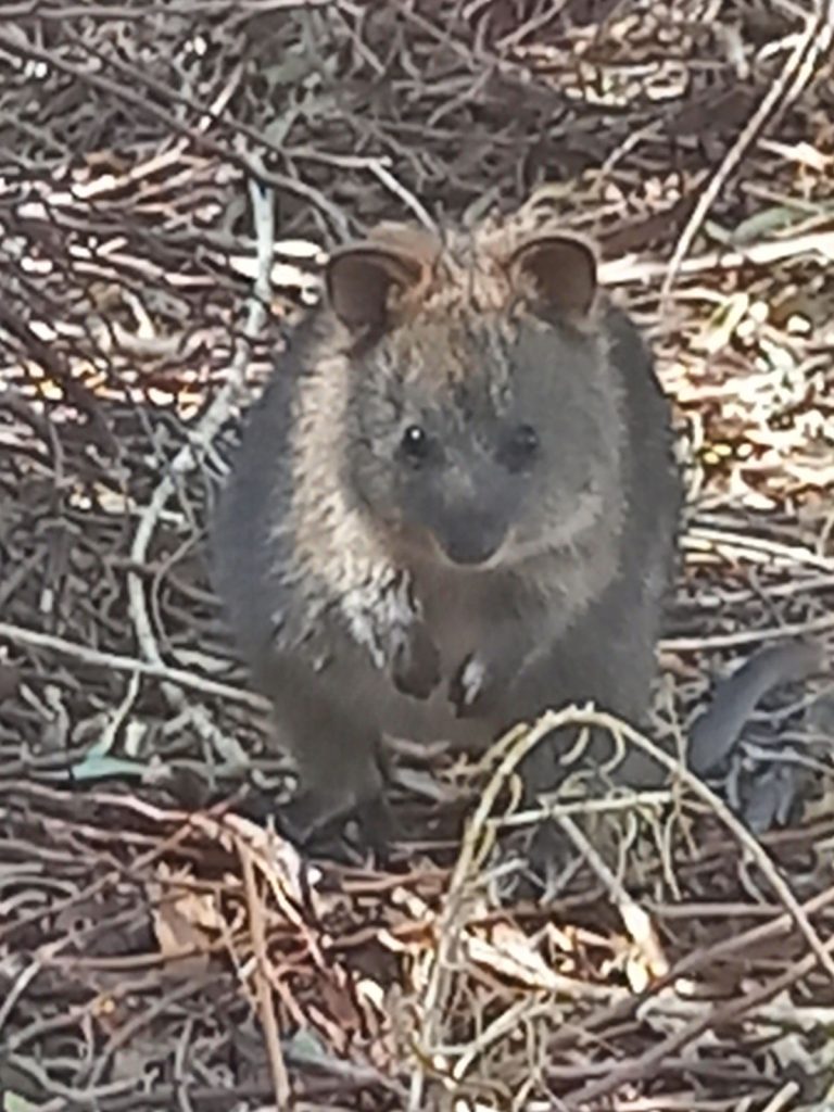 LIttle quokka