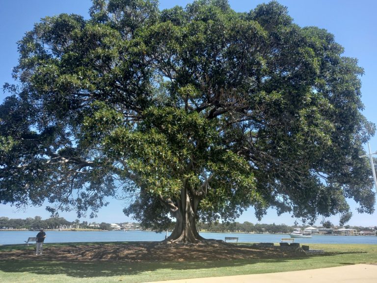 Over 100 year old Moreton Bay Fig