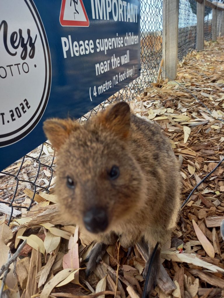 Quokka