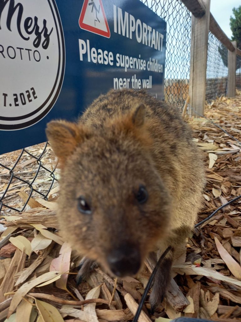 Quokka