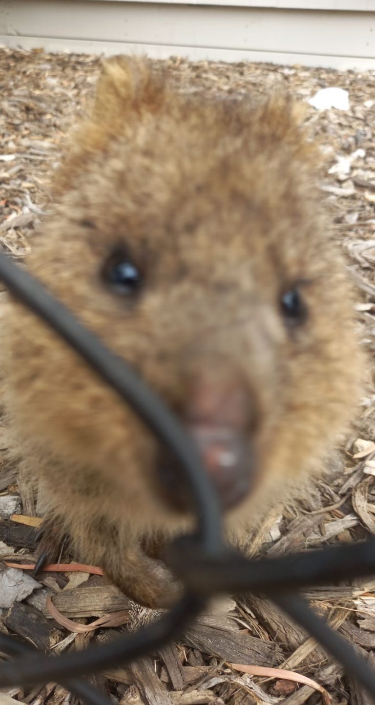 Quokka