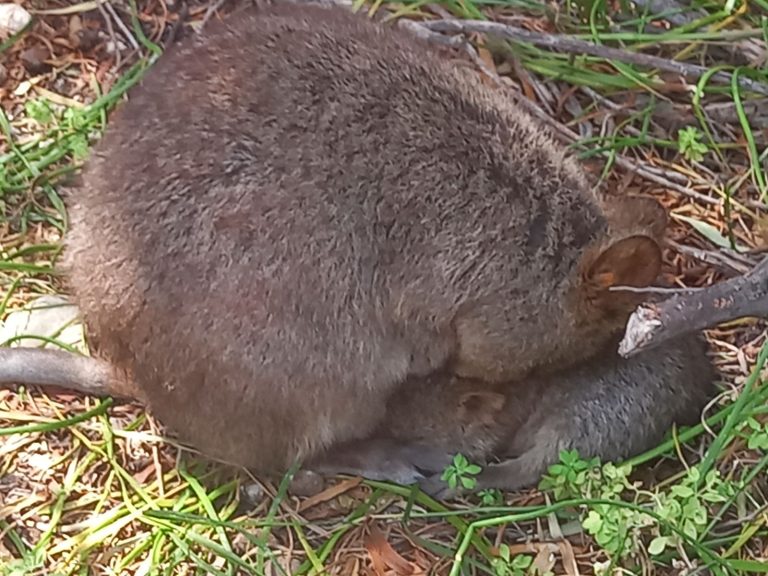 Quokka and baby