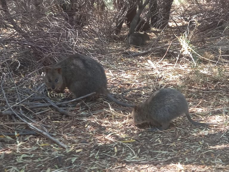 Quokka and little one