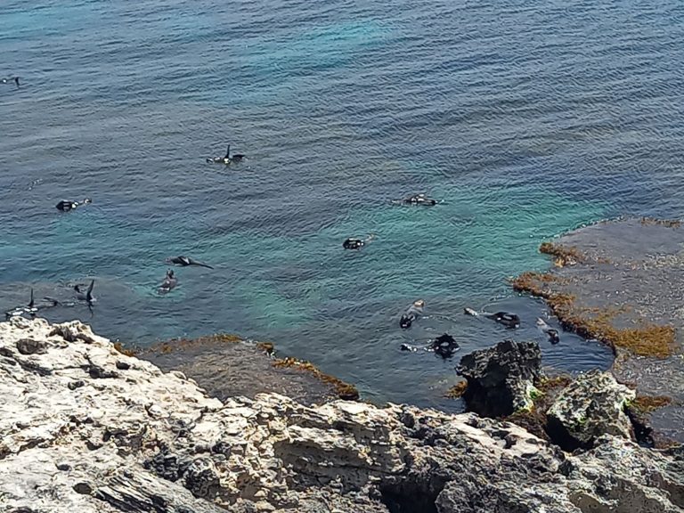 Seals